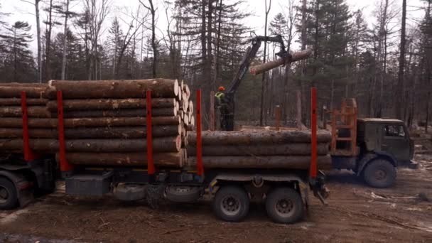 Dřevařské Společnosti Zavaděč Načte Vozu Čerstvě Naštípané Dřevo Felled Stromy — Stock video