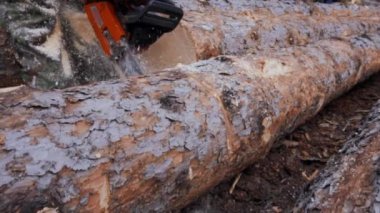 Ağır çekimde chainsaw ile ahşap ile kesme. Hakki iş elbiseleri ve koruyucu eldiven motorlu testere tutan adamın yakın çekim.