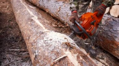Ağır çekimde chainsaw ile ahşap ile kesme. Hakki iş elbiseleri ve koruyucu eldiven motorlu testere tutan adamın yakın çekim.
