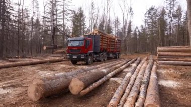 2019, Primorsky bölgesi - günlük şirket. Taze doğranmış ahşap vagon yükler yükleyici. 4 k. Felled ağaçlar bir kamyona yüklenen.