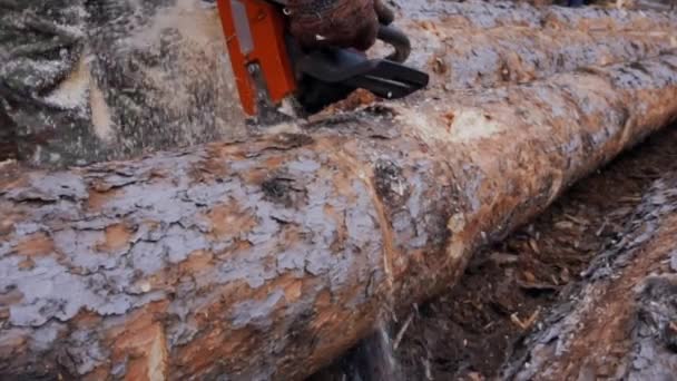 Dwars Door Het Hout Met Een Kettingzaag Slow Motion Close — Stockvideo