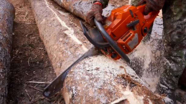 Dwars Door Het Hout Met Een Kettingzaag Slow Motion Close — Stockvideo