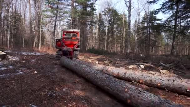 Czerwony Ciągnik Ciągnie Ściętych Pniach Drzew Iglastych Położonych Obszarze Cięcia — Wideo stockowe
