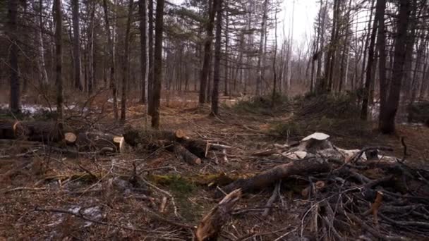 Ağaçlar Içinde Tayga Kısmak Kesme Ağaçlar Sonra Yerleştirin Arsa Günlüğü — Stok video