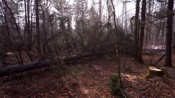 Срубленные Тайге Деревья Место После Вырубки Деревьев Регистрационный Участок — стоковое видео