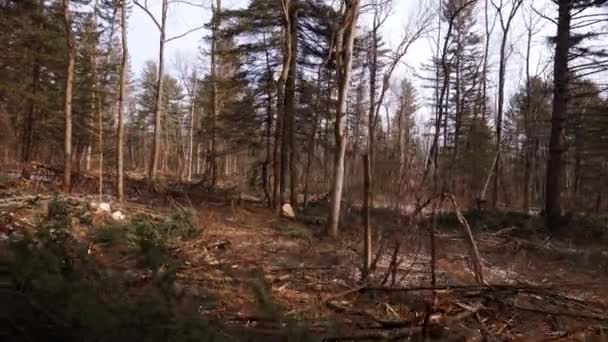 Bomen Gekapt Taiga Plaats Cutting Bomen Logboekregistratie Van Perceel — Stockvideo