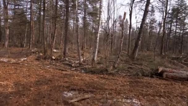 Bäume Der Taiga Gefällt Platz Nach Dem Fällen Von Bäumen — Stockvideo