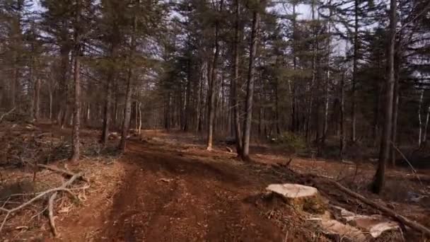 Trees Cut Taiga Place Cutting Trees Logging Plot — Stock Video