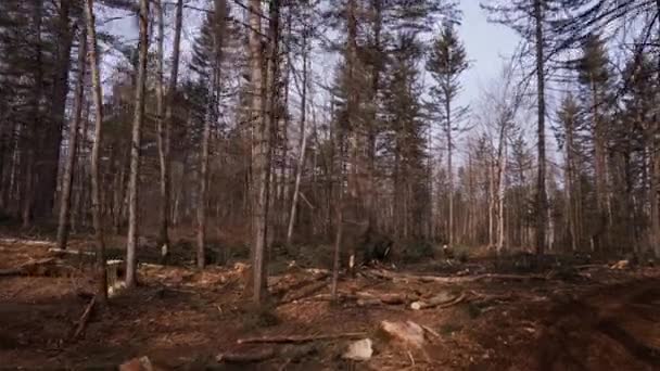 Bäume Der Taiga Gefällt Platz Nach Dem Fällen Von Bäumen — Stockvideo