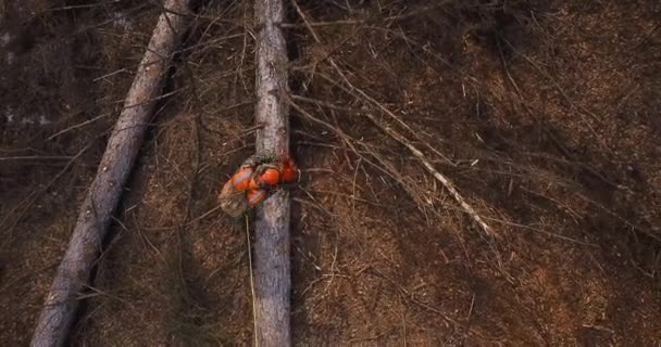 Leñador Con Una Motosierra Las Manos Chaleco Señal Naranja Una — Vídeos de Stock