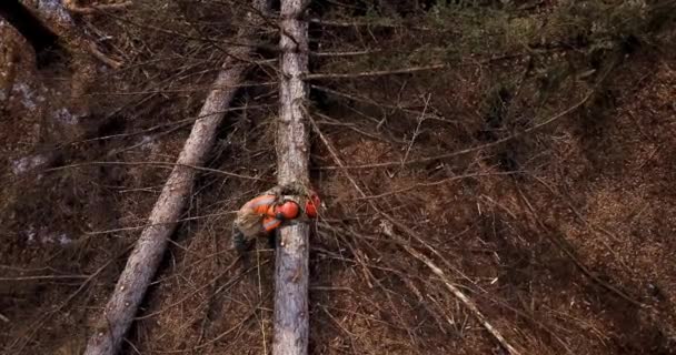 Dřevorubec Řetězovou Pilou Jeho Rukou Oranžové Signální Vesta Ochranná Maska — Stock video