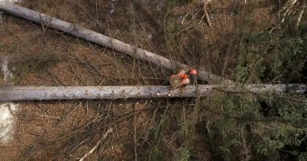 Ein Holzfäller Mit Kettensäge Der Hand Orangefarbener Signalweste Und Schutzmaske — Stockvideo