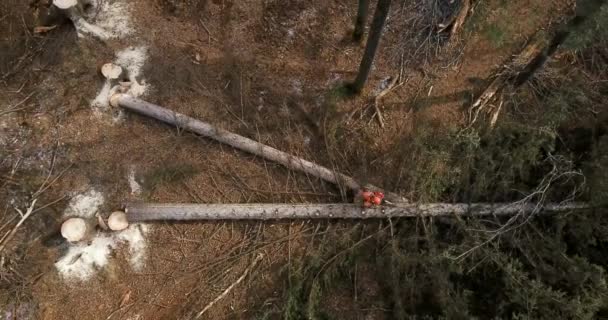 Ein Holzfäller Mit Kettensäge Der Hand Orangefarbener Signalweste Und Schutzmaske — Stockvideo