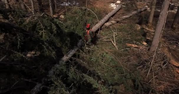 Un bûcheron avec une tronçonneuse à la main, un gilet de signalisation orange et un masque de protection coupe ou coupe un tronc d'arbre. Conifères d'automne en raison de la coupe .