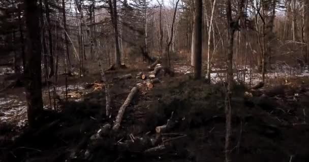 Trees Cut Taiga Place Cutting Trees Logging Plot — Stock Video