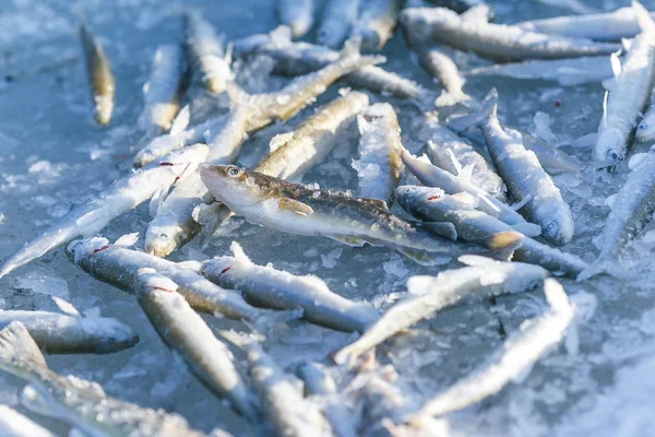 Свежий Запах Лежит Льду Замерзшего Моря Зимняя Рыбалка — стоковое фото
