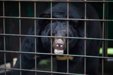 Himalaya ayısı demir bir kafeste. Ayı kafesten üzgün gözlerle bakar. Himalaya ayısı esaret altında.