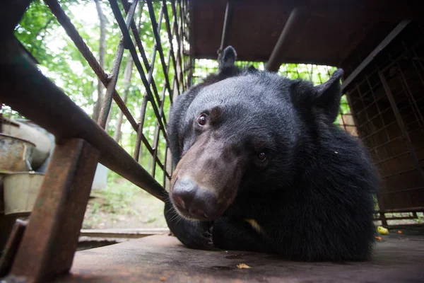 Гімалайський Ведмідь Залізній Клітці Ведмідь Дивиться Через Клітку Сумними Очима — стокове фото