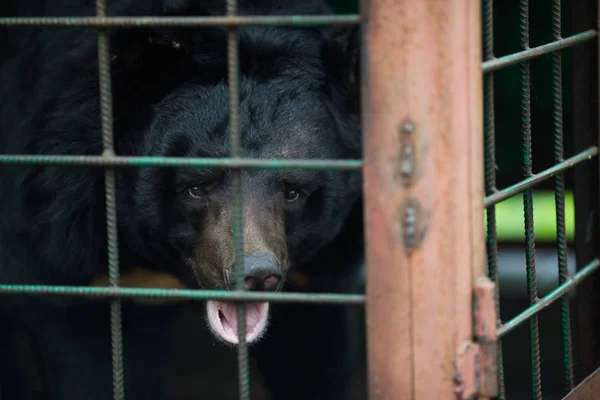 Niedźwiedź Himalayan Żelaznej Klatce Niedźwiedź Patrzy Przez Klatkę Smutnymi Oczami — Zdjęcie stockowe
