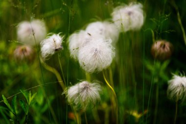 Yeşil trafy arka planda kabarık bitki