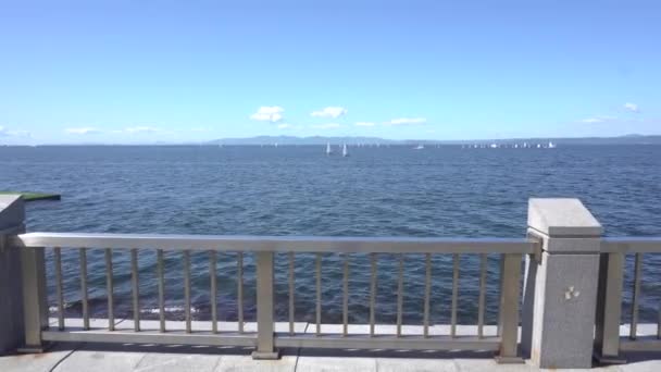 Régate Voile Déroule Dans Région Aquatique Baie Amour Dans Ville — Video