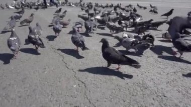 Bir güvercin sürüsü asfaltta kaotik bir şekilde hareket ediyor. Yavaş çekimde güvercinler.