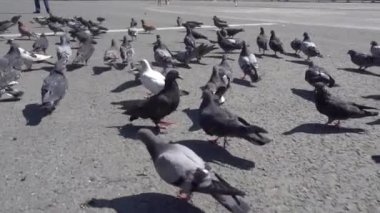 Bir güvercin sürüsü asfaltta kaotik bir şekilde hareket ediyor. Yavaş çekimde güvercinler.