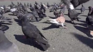 Bir güvercin sürüsü asfaltta kaotik bir şekilde hareket ediyor. Yavaş çekimde güvercinler.