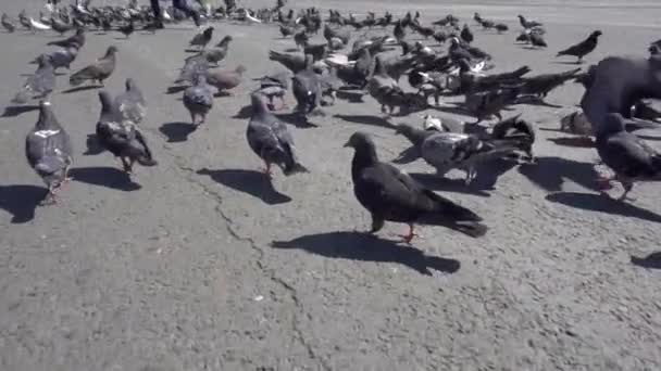 Flock Pigeons Moving Chaotic Manner Asphalt Pigeons Slow Motion — Stock Video