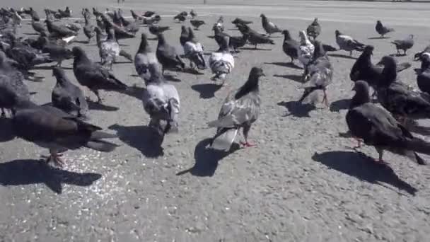 Ein Schwarm Tauben Bewegt Sich Chaotisch Auf Dem Asphalt Tauben — Stockvideo