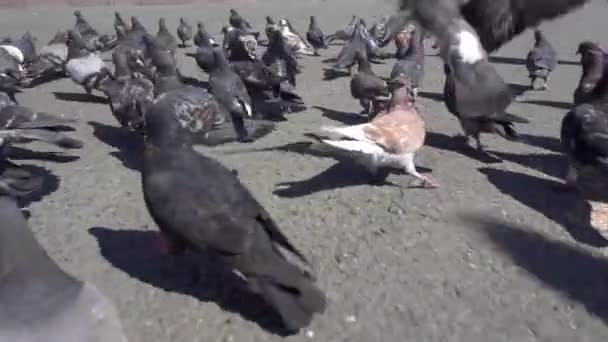 Troupeau Pigeons Déplace Manière Chaotique Sur Asphalte Pigeons Ralenti — Video