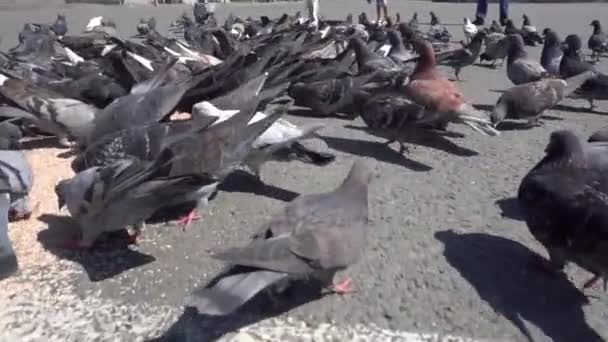 Ein Schwarm Tauben Bewegt Sich Chaotisch Auf Dem Asphalt Tauben — Stockvideo