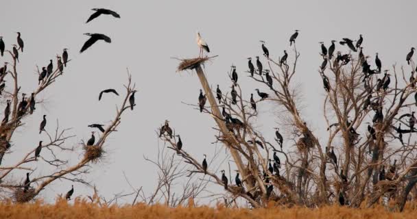 红皮书的巢穴坐落在汗卡保护区的巢穴里 日本黑种动物正沿着它飞来飞去 — 图库视频影像