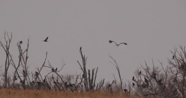 在普里莫尔斯基边疆区汗卡湖上空飞行的红皮书 — 图库视频影像
