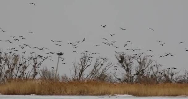 Cigüeña Del Libro Rojo Sienta Nido Reserva Khanka Los Cormoranes — Vídeo de stock