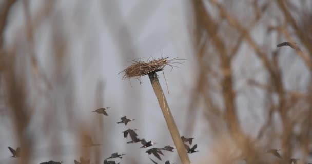 大きな黒いコルモラントの群れが赤いナックルコウノトリの上を飛ぶ — ストック動画