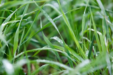 Wet green grass after rain drops
