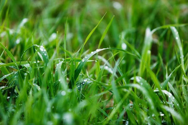 Hierba Verde Húmeda Después Gotas Lluvia —  Fotos de Stock