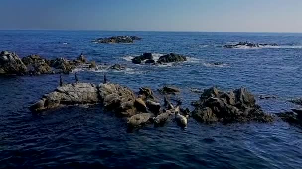 発酵海とアザラシのルーキーの上を飛ぶ 恐ろしいアザラシは石で海に滑り込む スローモーションモードでの撮影 — ストック動画