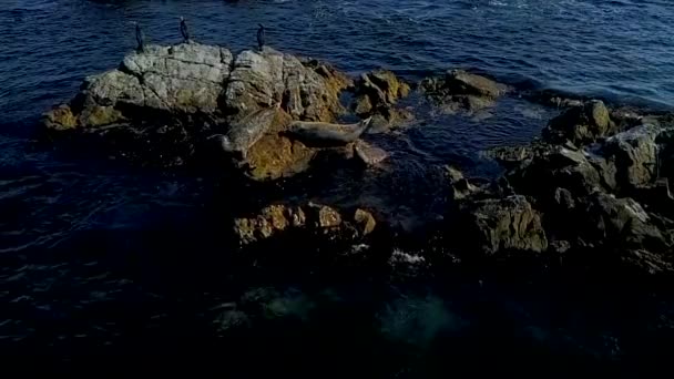 Vliegen Gistings Zee Wortel Van Zeehonden Angstige Zeehonden Glijden Zee — Stockvideo