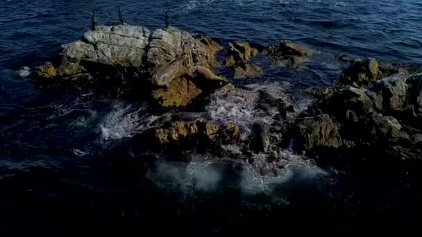 飞过发酵的海洋和海豹的鸡群 惊恐的海豹用石头滑入大海 在慢动作模式下拍摄 — 图库视频影像