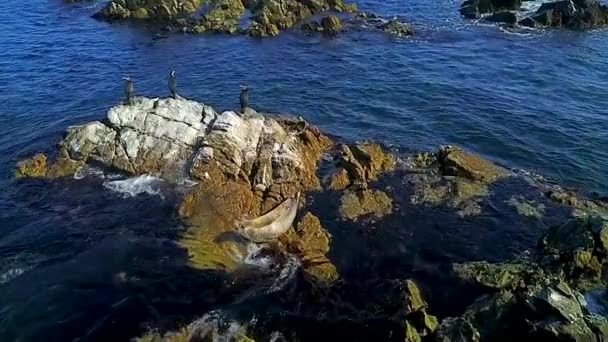 Areal Svarta Skarvar Från Sten Mitten Havet Läge Slow Motion — Stockvideo