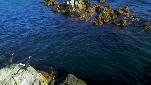 Areál Černé Kormoranty Sunou Kamene Uprostřed Moře Režimu Pomalého Pohybu — Stock video