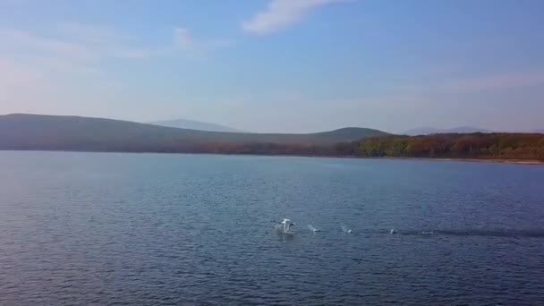 Areal Una Foto Cisne Blanco Despegando Lago Azul Modo Sloumo — Vídeos de Stock