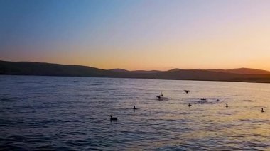 Güzel gölü Blagodatnoye üzerinde uçan arka planda yeşil ormanlar ve dağlar ile çevrili. Yaban ördekleri güzel bir gün batımının arka planında sudan havalandılar..