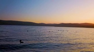 Güzel gölü Blagodatnoye üzerinde uçan arka planda yeşil ormanlar ve dağlar ile çevrili. Yaban ördekleri güzel bir gün batımının arka planında sudan havalandılar..