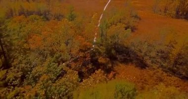 Sikhote-Alin tabiatı Rusya ahşap turistik yolundaki 1935 yılında kurulan nesli tehlike altında olan Sibirya kaplanı için yukarıda Kuzey ağaçların altında geriye doğru uçan. Hava. Akşam