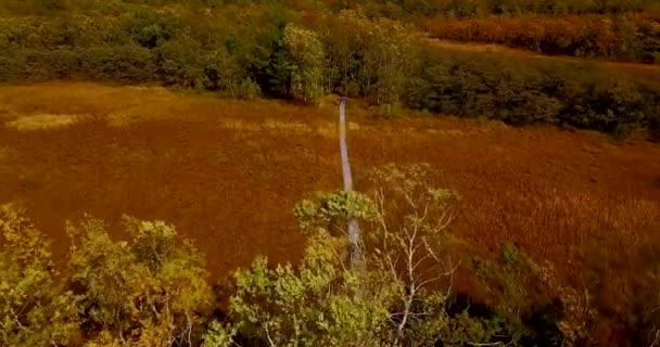 Pozpátku Letící Pod Severní Stromy Nad Dřevěné Turistické Cesty Přírodní — Stock video