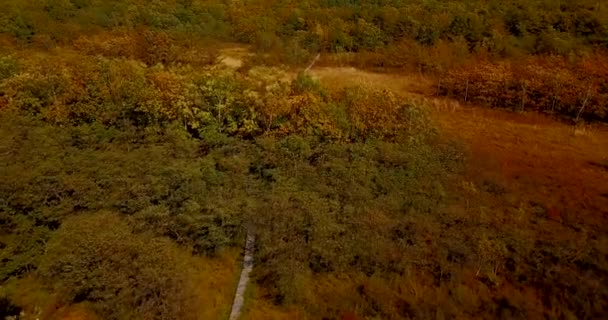 Leci Tyłu Pod Drzewami Północnej Powyżej Drewniane Ścieżki Turystyczne Rezerwacie — Wideo stockowe