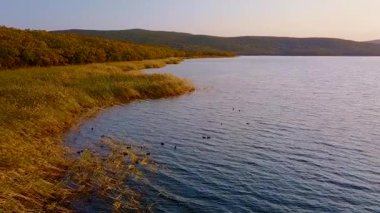 Güzel gölü Blagodatnoye üzerinde uçan arka planda yeşil ormanlar ve dağlar ile çevrili. Yaban ördekleri güzel bir gün batımının arka planında sudan havalandılar..